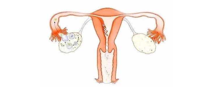 云阳供卵可以提什么要求_朝阳试管婴儿对女性身体伤害大吗？对卵巢有影响吗