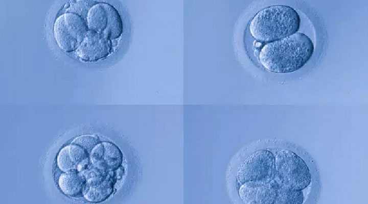 镇江借卵产子_试管婴儿微刺激方案促排后是鲜胚移植好还是冻胚？