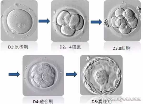 绍兴供卵助孕的原则_试管胚胎等级分类，二级胚胎是不是优质胚胎？