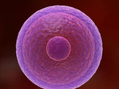 辽阳做代孕的条件_美国试管婴儿的锌原子火花或有助于受精卵发育