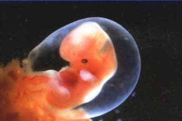 吉林大学生代孕_试管婴儿做了之后，几天就可以验孕了呢？