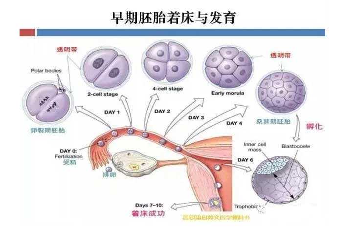 海北藏族代孕的方法_海北藏族试管代孕联系电话_伊春子宫内膜容受性不良适合