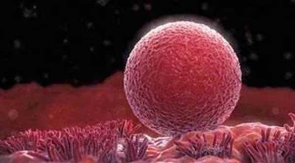 红河有人代孕吗,美国TFI生殖中心：最早应用试管婴儿囊胚培养的诊所之一_西安